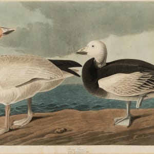 Snow Goose by Robert Havell