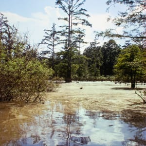 Wes Carter Lake, Warren County, Mississippi, 1974 by William R. Ferris