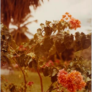 Untitled, from Jamaica Botanical Series by William Eggleston
