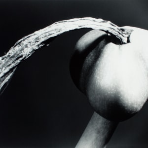 Amaryllis Seed Pod by Barbara Morgan