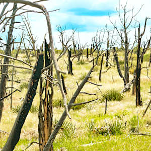 22 Years Later - Long Mesa Burn Area 2024 Mesa Verde Mid-day by Rodney Buxton, Image 1.