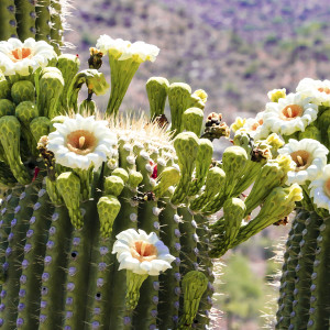 Blooming Saguaro from Cactus Forest Road, Morning by Rodney Buxton