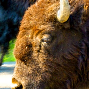 Bison, Up Close and Personal by Rodney Buxton
