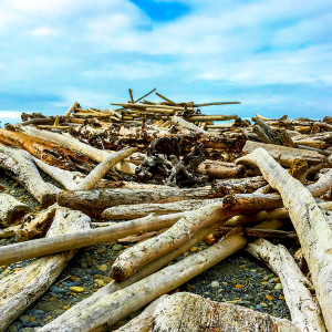 Driftwood Pile at Abbey Beach, Afternoon by Rodney Buxton