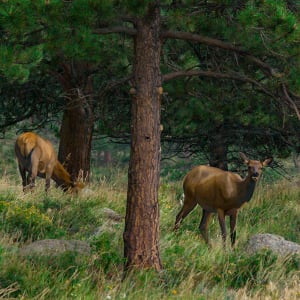 Grazing Elk, Morraine Park, Evening by Rodney Buxton