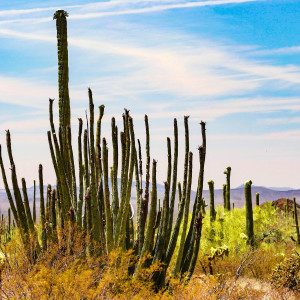 Organ Pipe Cacti and the Sierra Madres Mts, Afternoon by Rodney Buxton