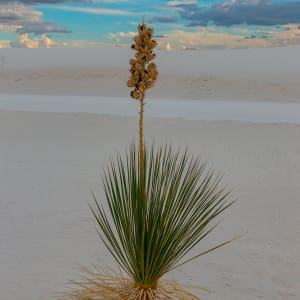 Flowering Yucca Before the Storm by Rodney Buxton