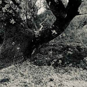 tree, rock, lichen, September 26, 2024 by Sherri Silverman, Image 1.