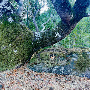 tree, rock, lichen, September 26, 2024 (color) by Sherri Silverman, Image 1.