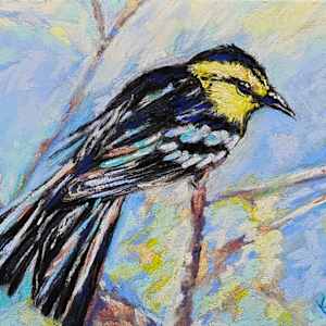 Texas Golden-cheeked Warbler by HEIDI KIDD, Image 1.