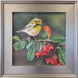 Townsend Warbler  Image: With Frame