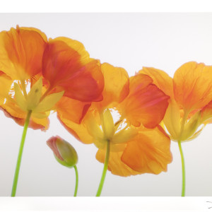 Nasturtiums by John Grant