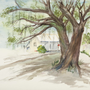 Live Oak by Katherine Long