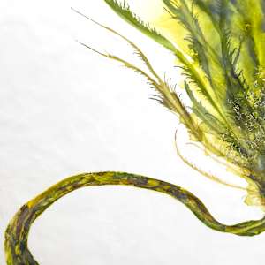 Big Boy Comes Home by Deborah Llewellyn  Image: detail