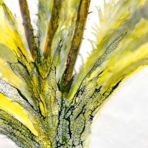 Flower Language by Deborah Llewellyn  Image: detail