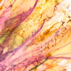 Luminous Blooming by Deborah Llewellyn, Image 2.