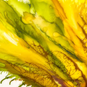 Shining Through by Deborah Llewellyn  Image: Detail