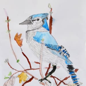 Blue Jay by Emily Hoog