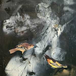 Baltimore Oriole - Cloud Nine by Madge Evers