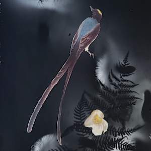 Fork Tailed Flycatcher by Madge Evers