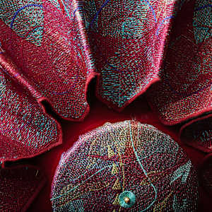 Flora by Susan Hensel 