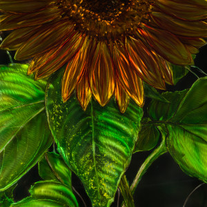 Sunflower Hug by James Norman Paukert