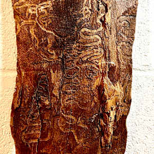 Wormsetta Wood-Communication by James Norman Paukert 