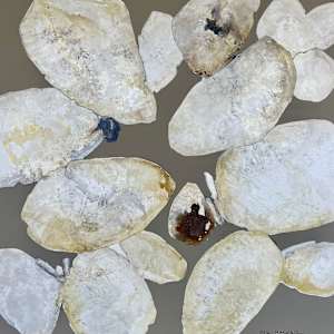 Champagne Fizz by Jill Malouf, Image 1.