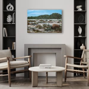 Lone Bison by Patricia Gould, Image 10.