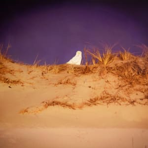 Snow White by Michelle Jennette