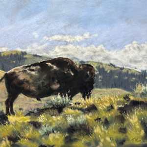 Bison Study by T Kurtz