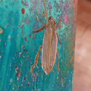 Jewel Beetle 