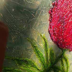 Peony by April Popko, Image 14.