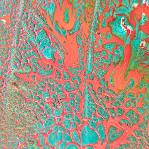 Chameleon by April Popko 