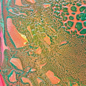 Chameleon by April Popko 