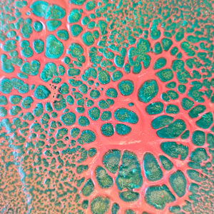 Chameleon by April Popko 