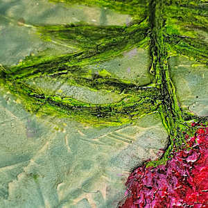 Peony by April Popko, Image 15.