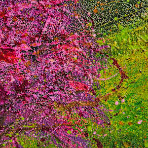 Jacaranda by April Popko, Image 6.