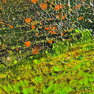 Jacaranda by April Popko, Image 10.