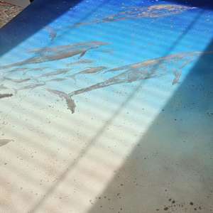 Swimming With Dolphins by April Popko 