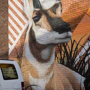 High Plains Drifter (Sidles Antelope) by Like Minded Productions 