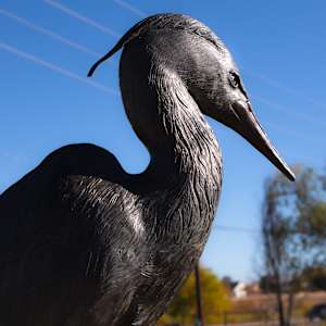 The Great Blue by Rich Haines 