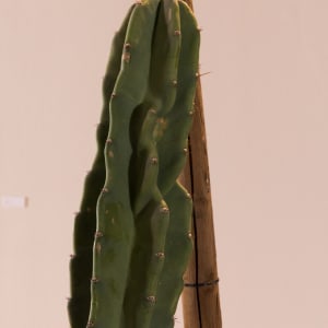 Cereus Repandus aka Peruvian Apple Cactus at The Barrick Museum by Nanda Sharifpour  Image: Detail of "Cereus Repandus aka Peruvian Apple Cactus at The Barrick Museum" by Nanda Sharifpour. Photo by Mikayla Whitmore.