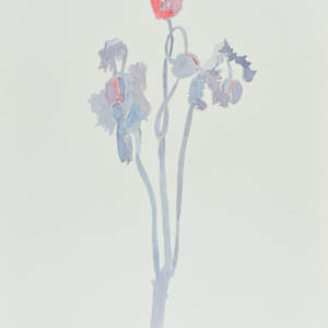 Poppy by Jeffry Mitchell