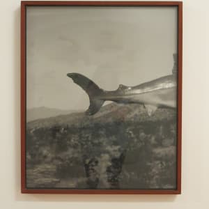 Unidentified Species, Shark: Nevada Desert by Sam Davis 