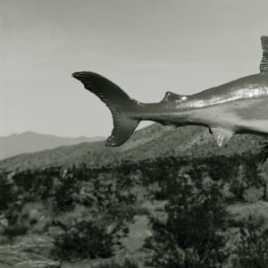 Unidentified Species, Shark: Nevada Desert by Sam Davis
