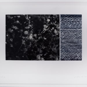 Diptych #1, (Small Miracles)  from the project THERMAL by Linda Alterwitz