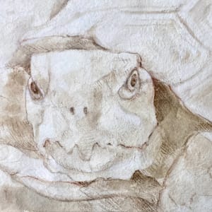 Turtle Dove (Àjàpá) by Lance L. Smith