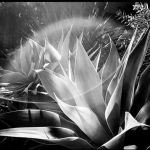 Transforming Light into Sugar by Becky Jaffee