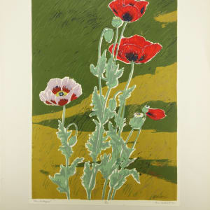 Oriental Poppies  11/24 by Dorr Bothwell 